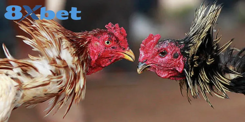 Các yếu tố cần chú ý khi phân biệt 2 hình thức chọi gà