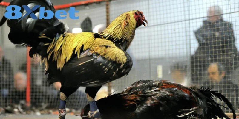 Xu hướng chơi chọi gà trực tuyến năm 2025